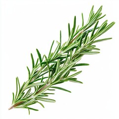 Fototapeta premium Fresh Green Rosemary Herb Isolated on White Background for Culinary and Aromatic Use in Cooking and Herbal Remedies
