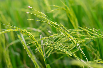 Nature of rice field on rice paddy