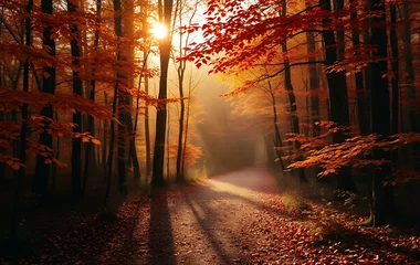 Fototapete Rund Walking Path Through Forest with Autumn Leaves and Sun Shining Through © Raenald