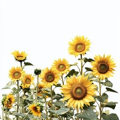 Fototapeta premium Bright and Cheerful Sunflowers Blooming in a Sunny Field Capturing the Essence of Summer Beauty and Natural Joy