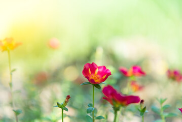 Flower red or scarlet color in garden