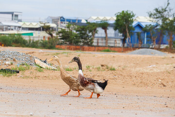 Two Ducks Strolling on a Dusty Rural Path