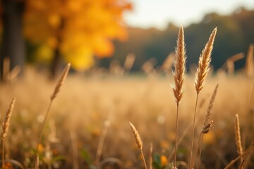 Fototapeta premium Crisp, bleached grass stalks, autumnal setting , harvest, fall