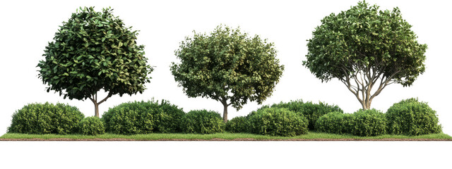 Fototapeta premium Realistic Green Trees and Shrubs PNG