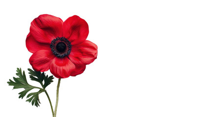 Obraz premium Red anemone flower blooming with transparent background