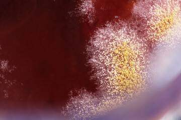 Growth of mold or fungus on top layer of strawberry jammed in the canned.