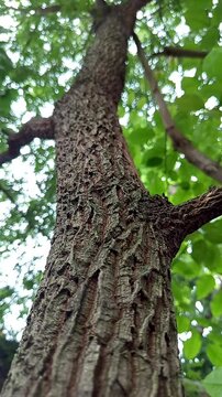 Tamarind tree or Tamarindus indica, has a type of fruit that tastes sour