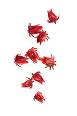 Falling roselle flowers isolated on white background.
