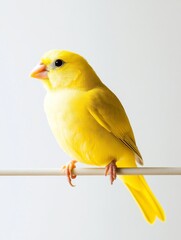 An orange and white canary perched on a branch