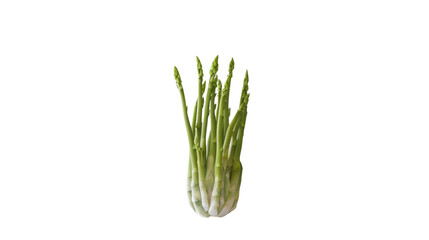 Bunch of asparagus spears isolated on transparent background