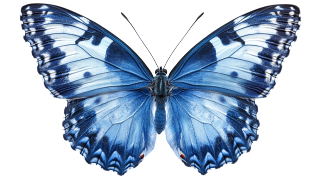 Beautiful indigo butterfly with transparent background in png style for design projects.