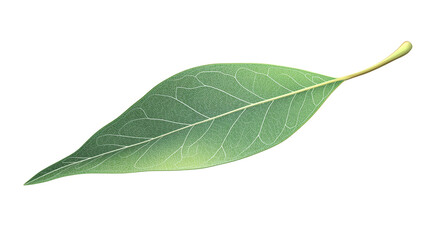 Obraz premium Eucalyptus leaf png illustration on transparent background for design projects and botanical themes.