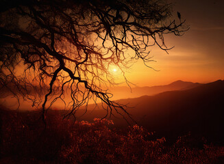 Naklejka premium Silhouette of tree branches outlined against a warm orange and yellow background with distant mountains during sunrise or sunset.