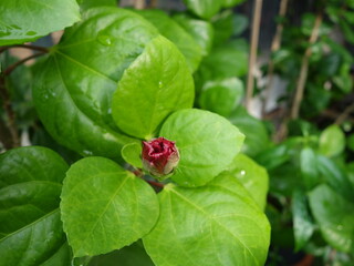 Close-Up of Red Budding Flower Surrounded by Green Leaves