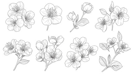 Fototapeta premium 桜の花スケッチ｜シンプルな線画の桜の花と枝のイラスト