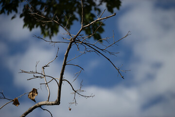 Bare Branches Against Bright Blue Sky and Soft White Clouds