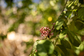 Delicate Pink Flowers Surrounded by Green Foliage in Nature Scene
