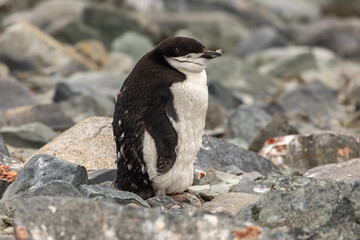 A Molting Chinstrap Penguin Chick on South Shetland Islands, Half Moon Island, Antarctica in January, summer time 
