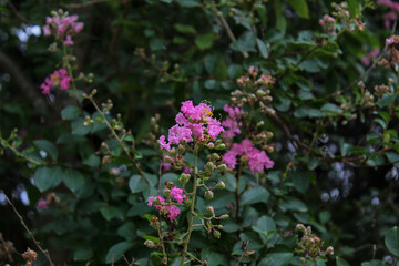 flowers in the garden