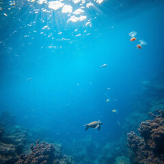 Fototapeta premium Pristine Plastic-Free Ocean with Vibrant Marine Life and Coral Reefs