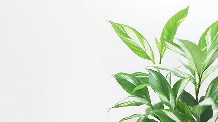 Fototapeta premium Variegated Green Plant Leaves on White Background