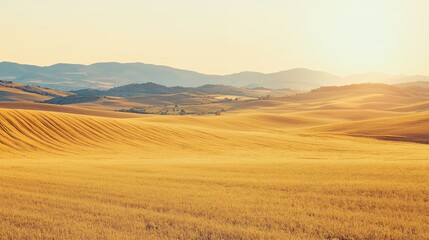 Obraz premium Golden Grasslands Under a Sunset Sky