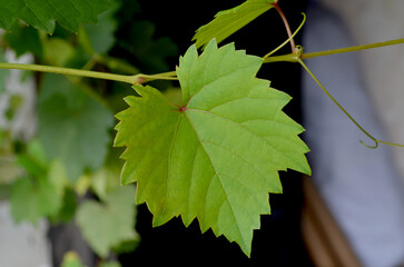 close up of fresh green young grape leaves with blurred background