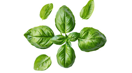Fototapeta premium Fresh basil leaves rotating on transparent background