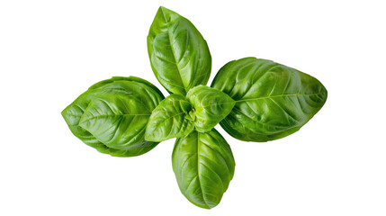 Obraz premium Fresh green basil leaves growing on transparent background