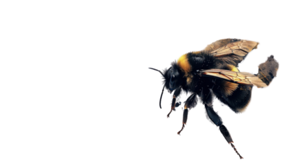 Bumblebee flying with transparent background, perfect cutout for projects