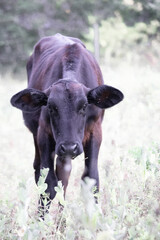 Adorable calf, baby cow grazing