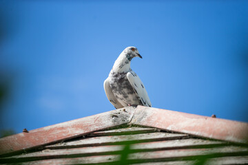 White and Gray Bird Perched on Roof Against Clear Blue Sky