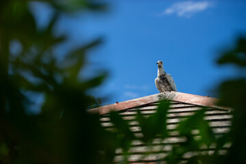 Pigeon perched on roof against a blue sky with green foliage