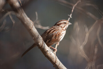 Song Sparrow Brown Bird