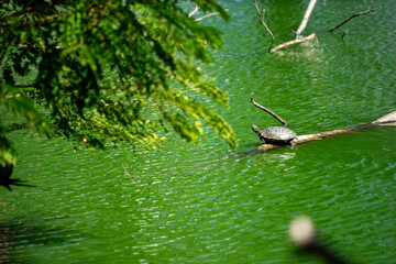 Turtle Resting on Log in Serene Green Water Environment