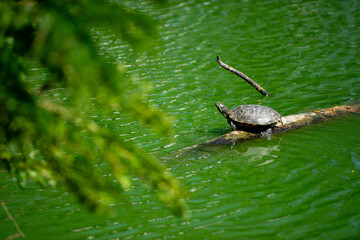 Turtle Resting on Log in Serene Green Pond Environment