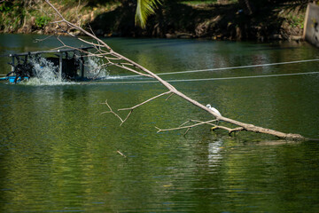 Serene River Environment with Crane Perched on Branch Over Water
