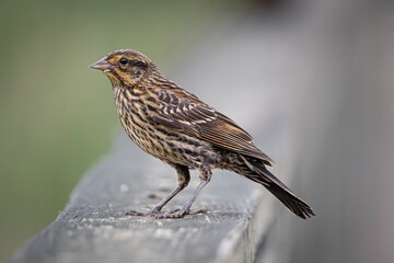 Female Red-winged Blackbird Brown bird
