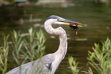 Great Blue Heron Bird eating turtle