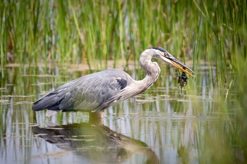 Great Blue Heron Bird eating turtle