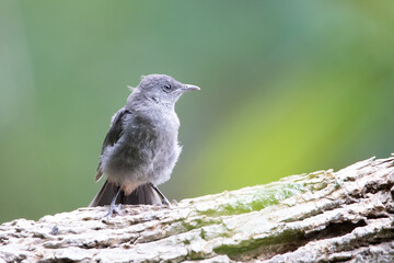 Baby Bird Gray Catbird Fledgling