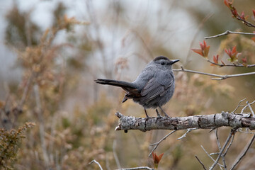 Gray Catbird Gray Bird