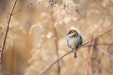 House Sparrow Brown Bird Nature