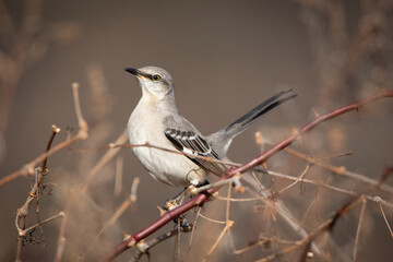 Northern Mocking Bird Perched Grey Bird