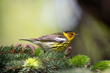 Cape May Warbler Bird Migrating 