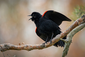 Red-winged Black Bird Bird chirping