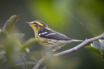 Blackburian Warbler Bird Migrating Bird