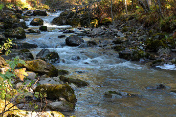 A turbulent stream in the shadow of the rising sun carries its waters through a dense coniferous forest on an early sunny autumn morning.