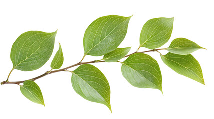 Fototapeta premium Beautiful green dogwood leaves isolated on transparent background - high quality png for design and decoration.
