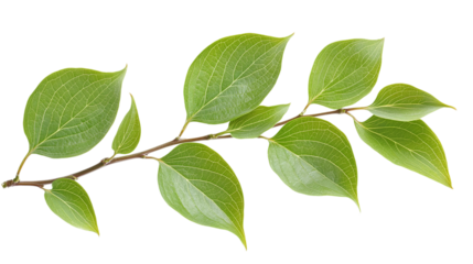 Beautiful green dogwood leaves isolated on transparent background - high quality png for design and decoration.